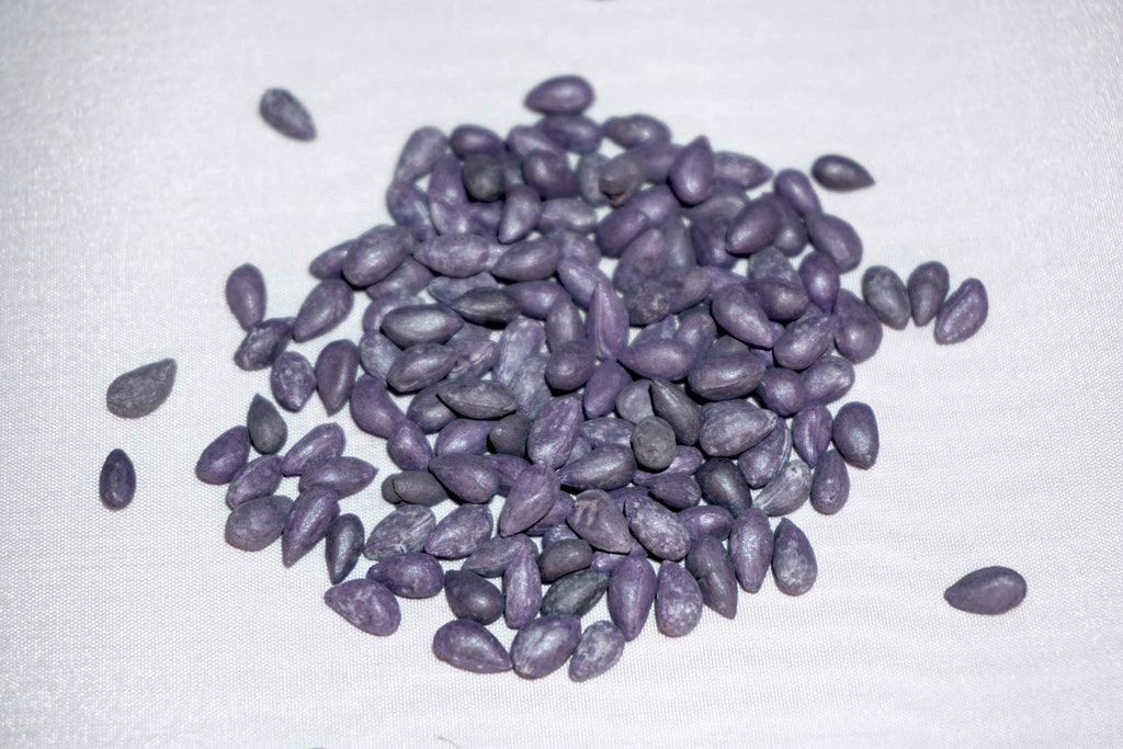 Pure White Cotton Seed