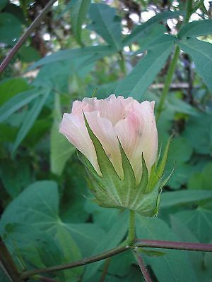 Pure White Cotton Seed