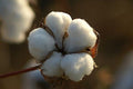 Pure White Cotton Seed