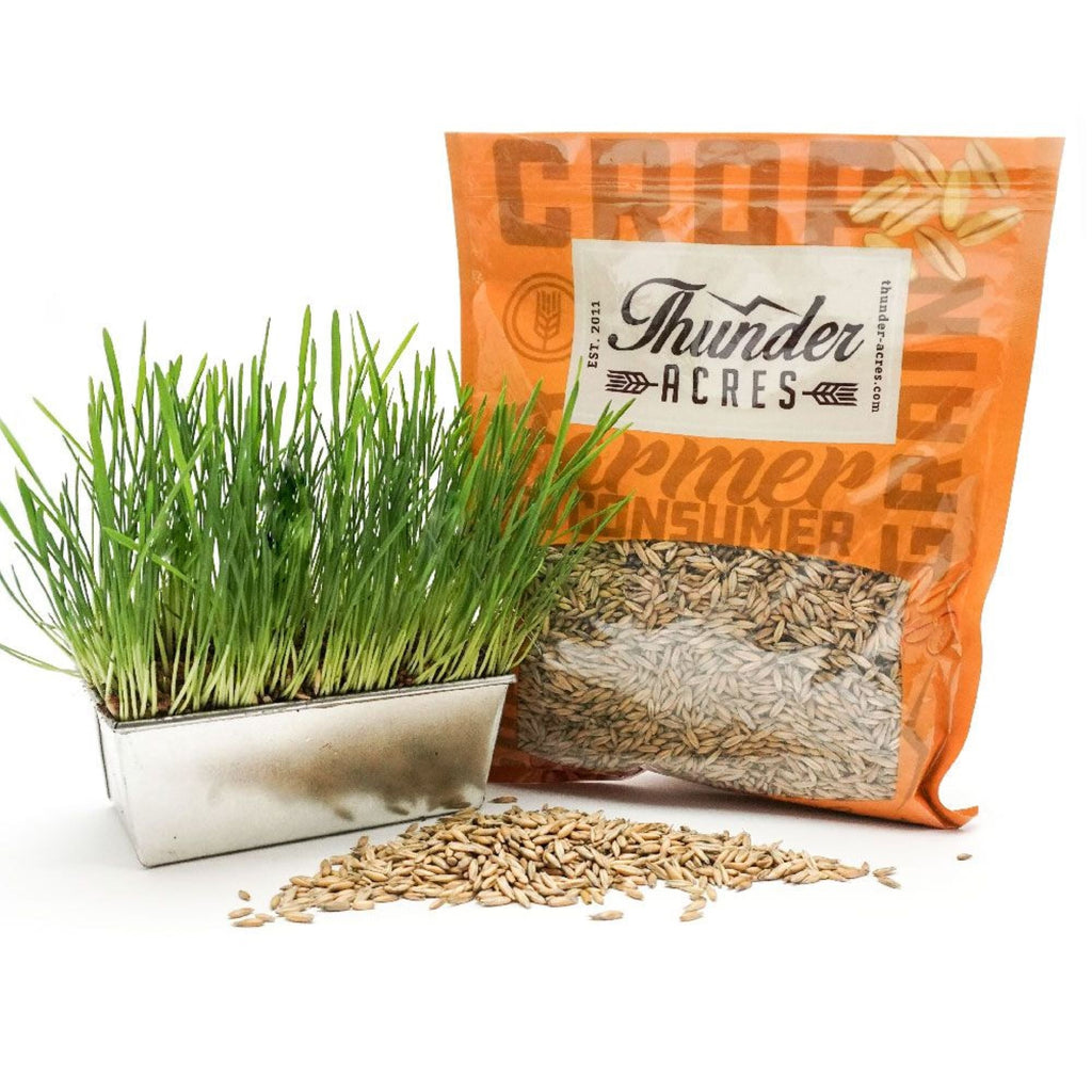 Oat Seed, USDA Certified Organic
