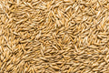 Oat Seed, USDA Certified Organic