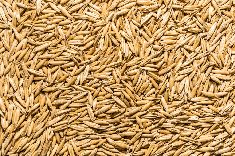 Oat Seed, USDA Certified Organic