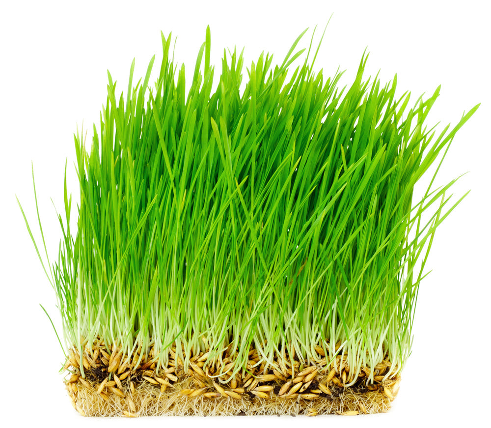 Oat Seed, USDA Certified Organic